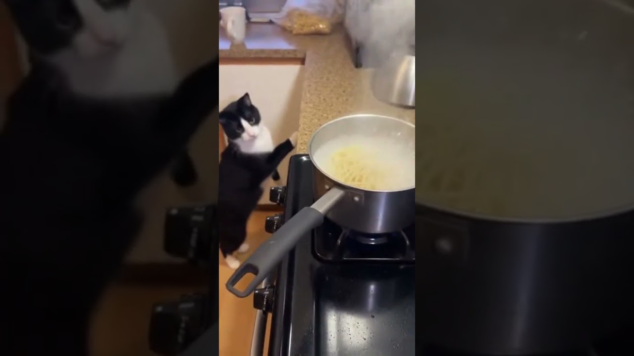 Cat Alerts Owner to Boiling Pot