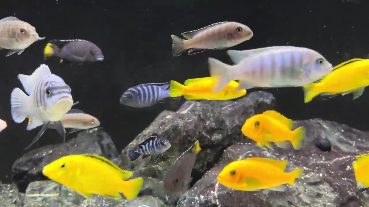 Todo en calma y armonía | Acuario africano relajante 🐟🐟