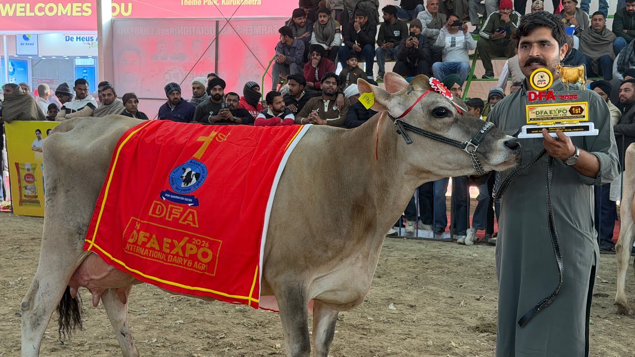 🏆Winner 🏆DFA Haryana- Gurwinder Dairy Farm || 1st 🥇 in Jersey Adult Competition 