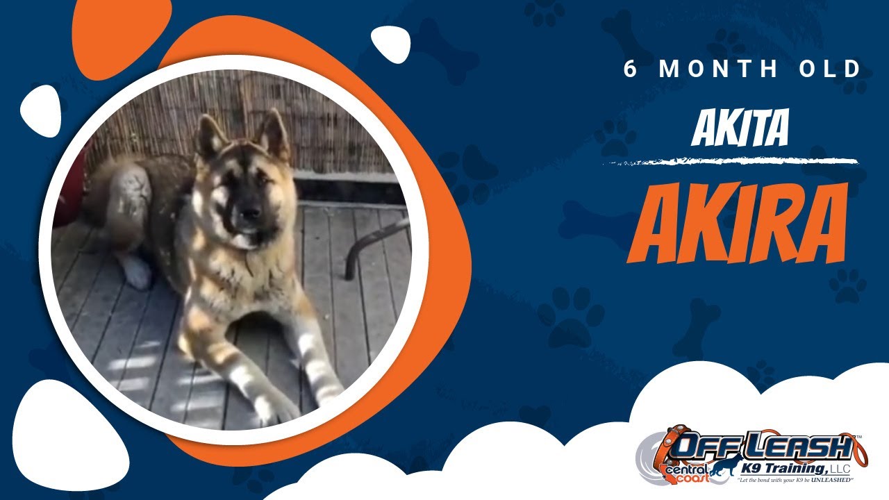 Akita Obedience! | Off-Leash K9 Training