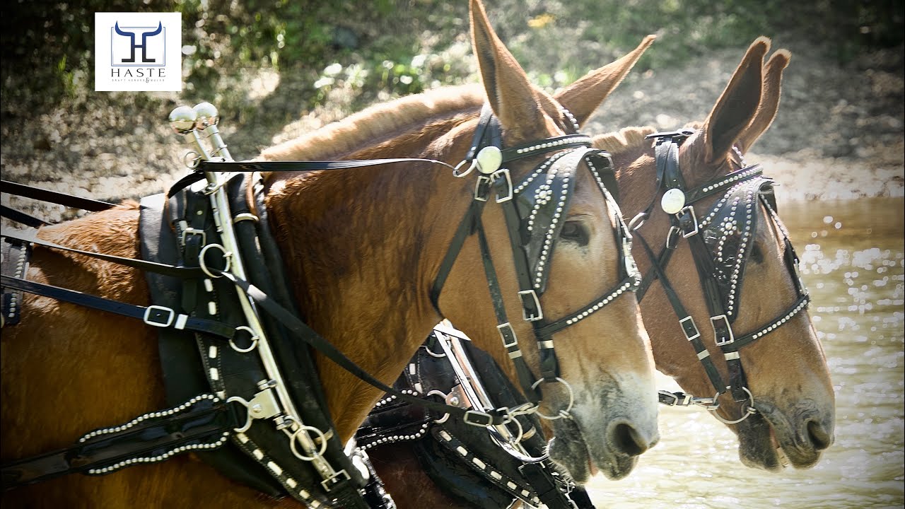 Working Molly Mule Team for Sale -Watch Them in Action! Dolly & June Call 606-303-5669