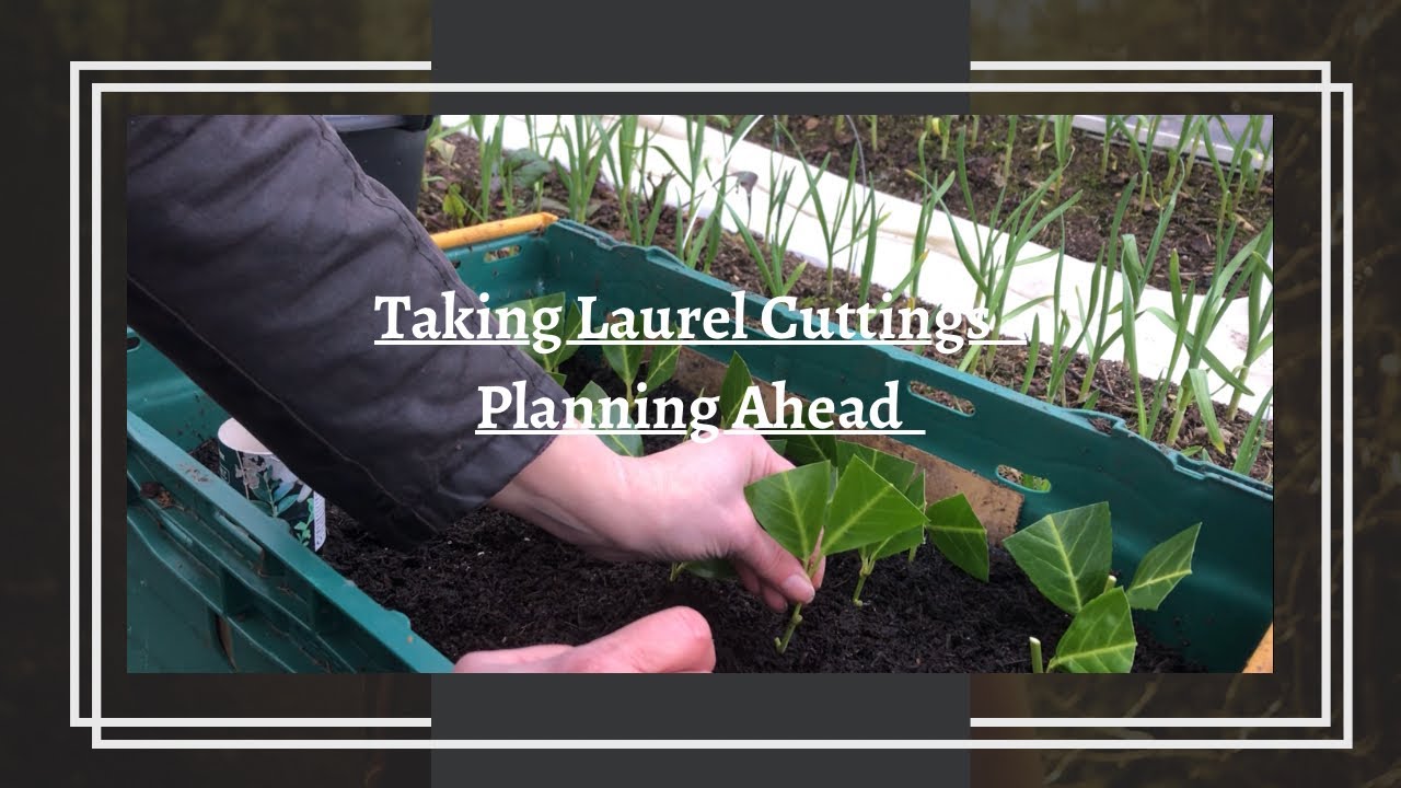Laurel Cuttings - Planning Ahead | Hedging For Free | Using What We Have