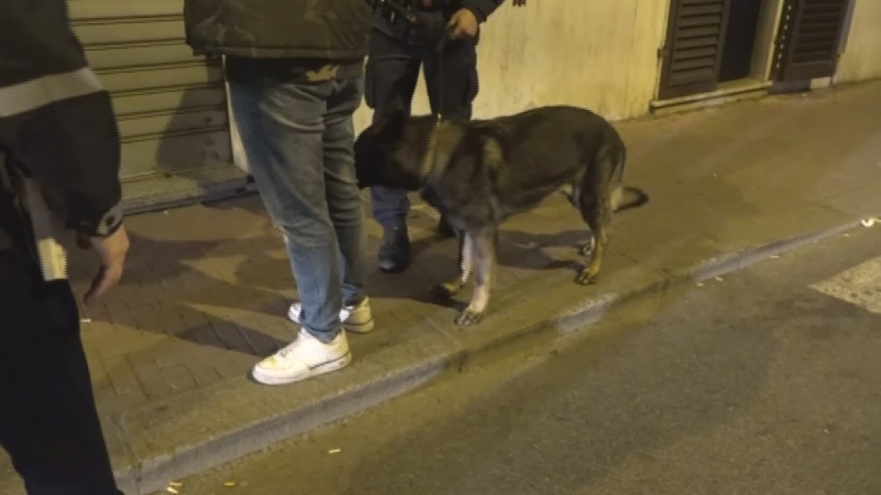 Un cane antidroga per la polizia municipale