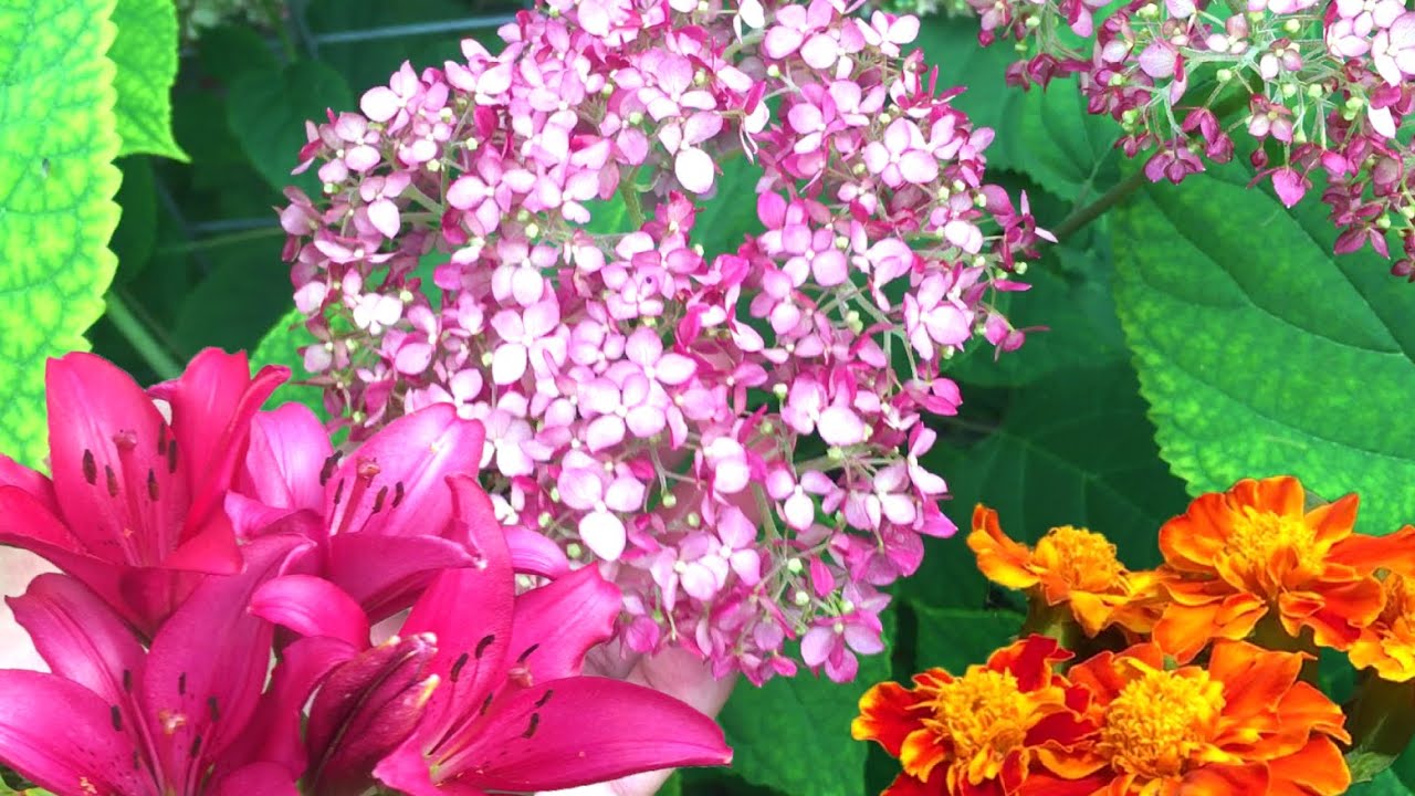 Zomerbloeiers in juli: lelies, dahlia's, hortensia + Annabelle