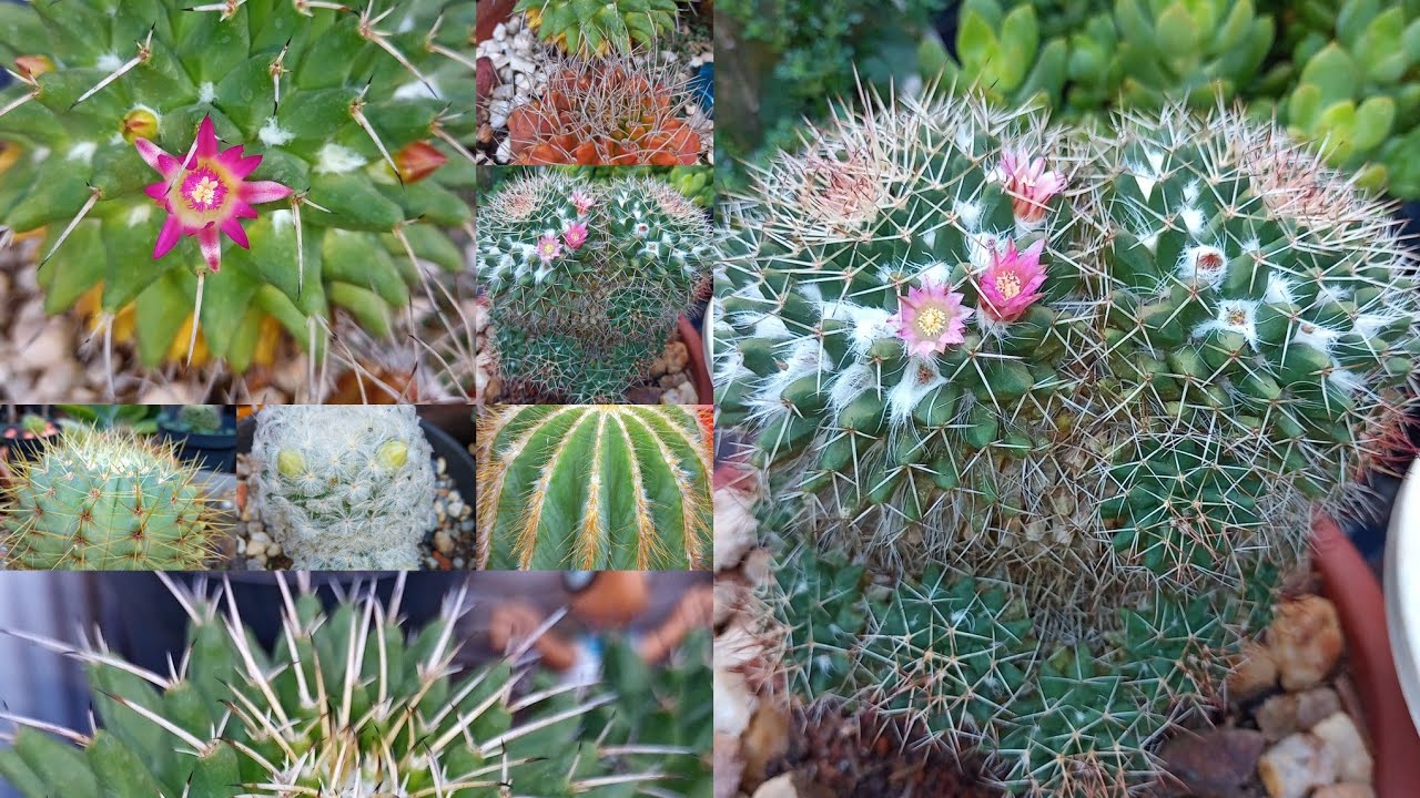 CACTO BOLA: Parte 2 