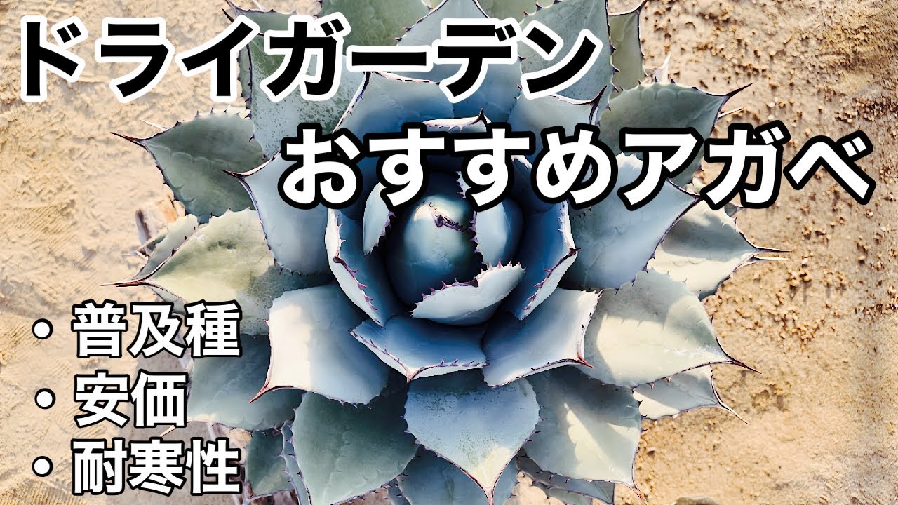 【ドライガーデン】おすすめアガベ普及種編！手に入りやすく、耐寒性もあり割と安価で売っているものをご紹介！
