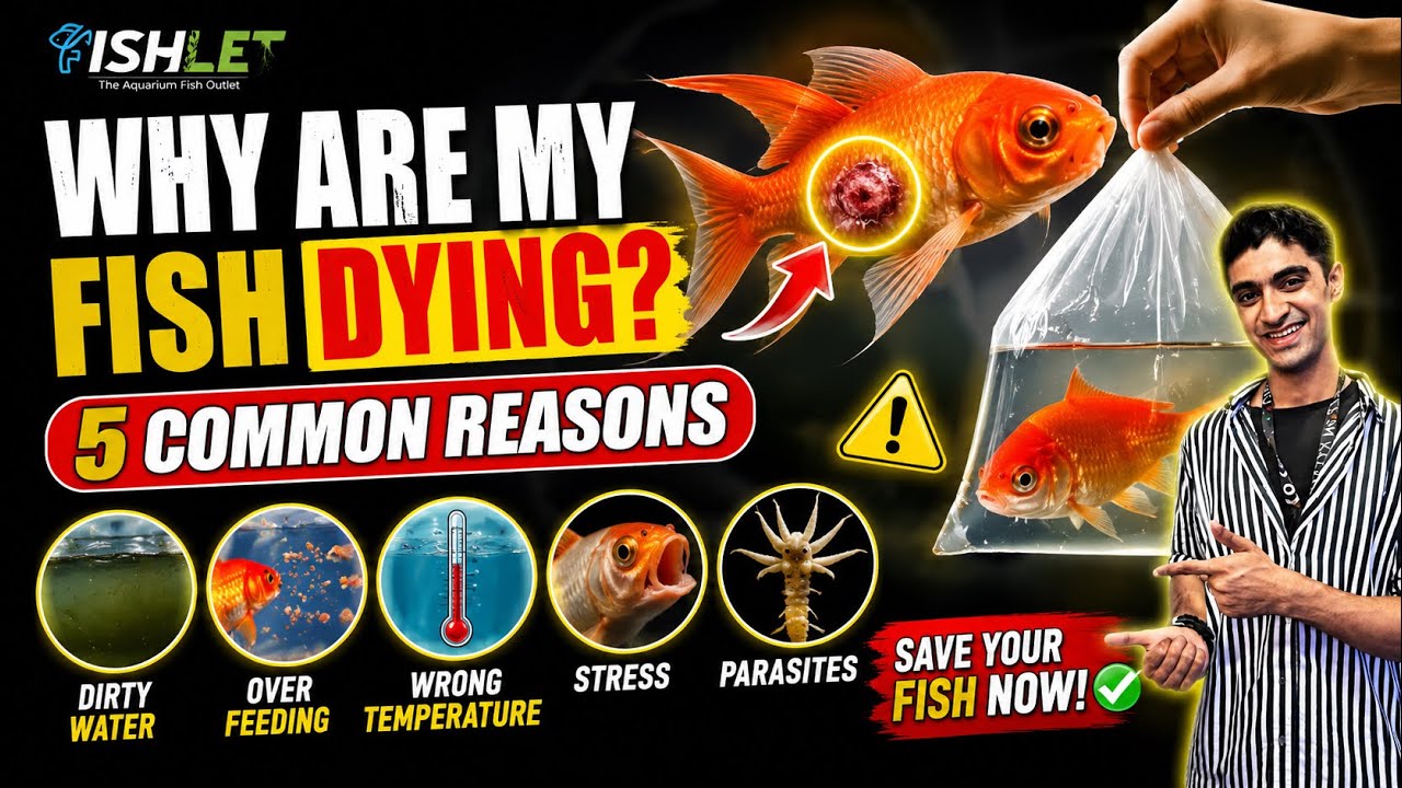 Why Are My Fish Dying? 😢 | 5 Common Reasons Every Fish Keeper Should Know ( Fishlet)