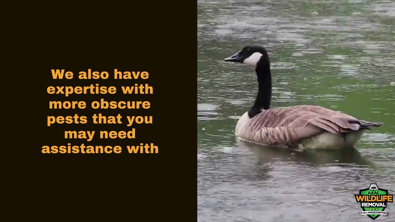 Wildlife Exterminator Denver - AAAC Wildlife Removal of Denver