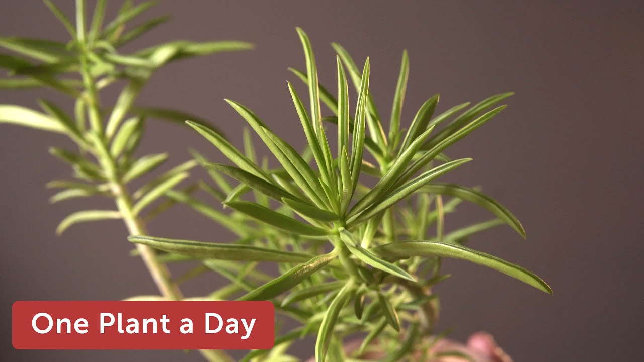 Peperomia ferreyrae (Green Beans Peperomia) Houseplant Care &mdash; 271 of 365