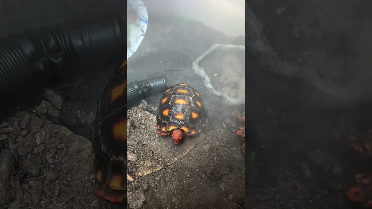 Humidity Tip Red Foot Tortoise - Cherry Head Tortoise