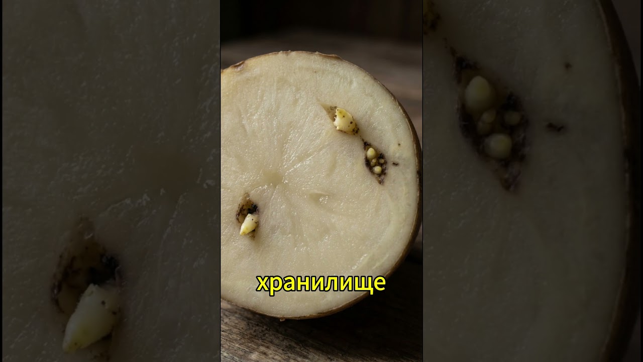 Не сажайте картофель с такими ростками &mdash; потеряете урожай! #картофель #яровизация #дача  #огород