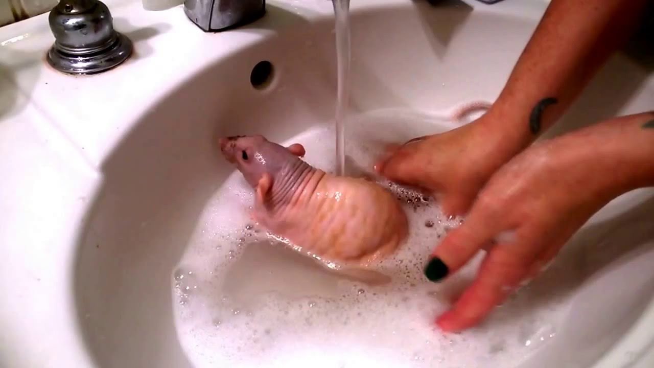 Tele the rat getting a Bath