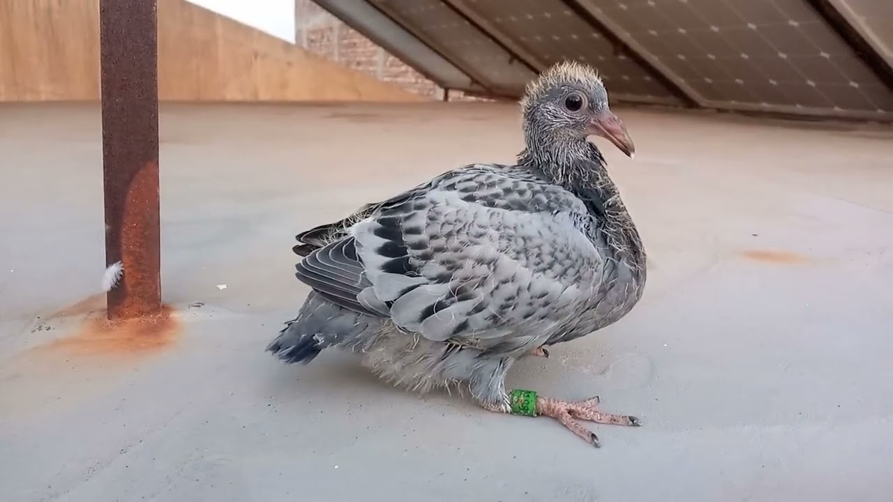 Best racer pigeon breed #kalapati #pigeon #pigeonbreed #kabutar