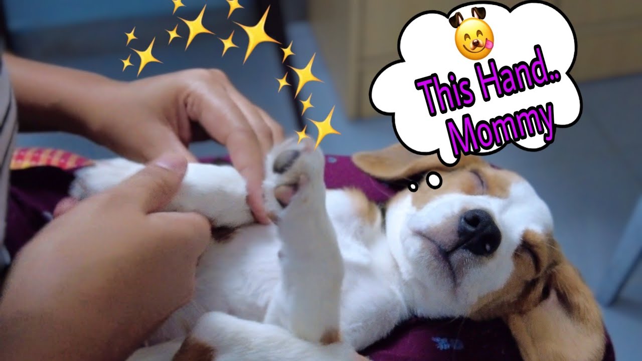 Cute Beagle Puppy Massage | Hilarious Puppy Massage | Relaxing Dog Massage