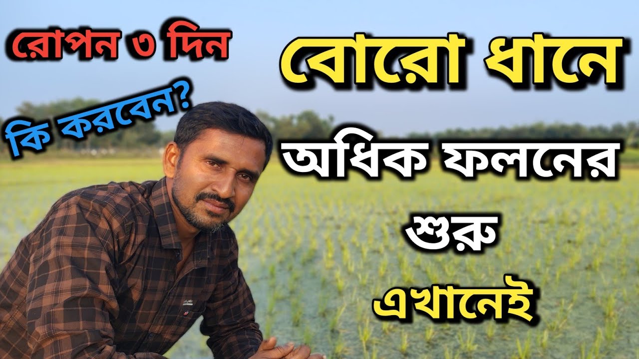বোরো ধান চাষে ভুল করবেন না! এখন থেকেই নিন অধিক ফলনের প্রস্তুতি। Boro dhan cas podhti.