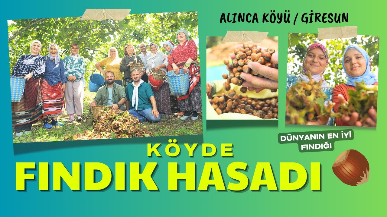 Giresun Alınca Köyünde Fındık Hasadı / Durmuş'un Rotası