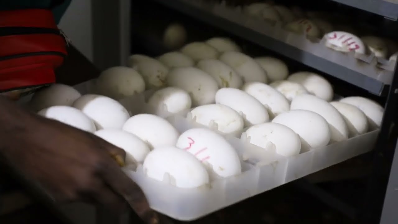 Goose Farming In Nigeria | Hatching Goose Egg | Identifying Goose Eggs Fertility | Candling Eggs