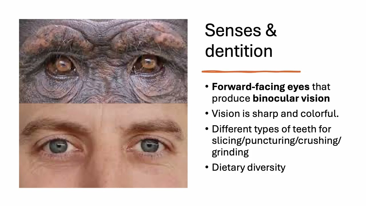 Module 4 Lecture: Primates