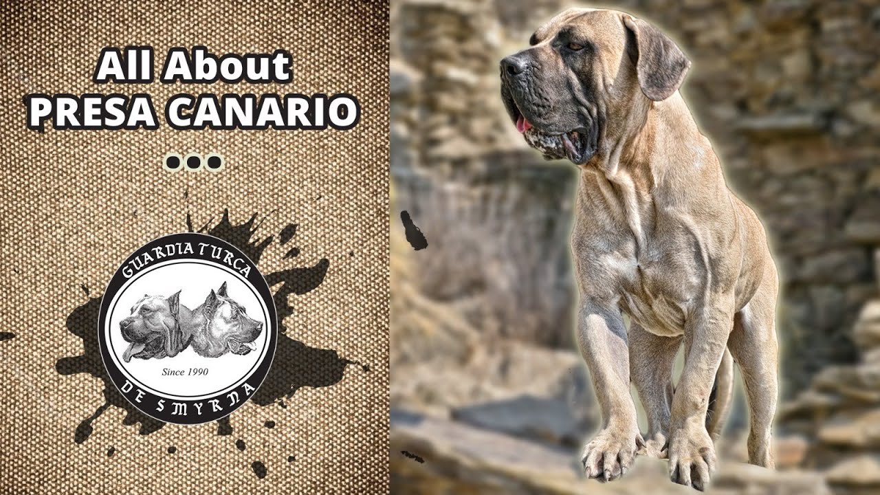 Presa Canario Hakkında Her Şey! - Dünyada benzeri olmayan, en ayrıntılı ırk tanıtım videosu.