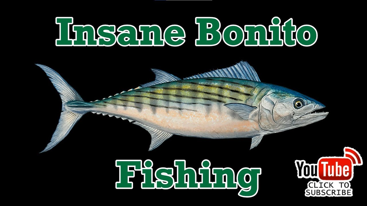 Amazing Non-Stop Bonito Action in the Rain - Live Bait & Jigs