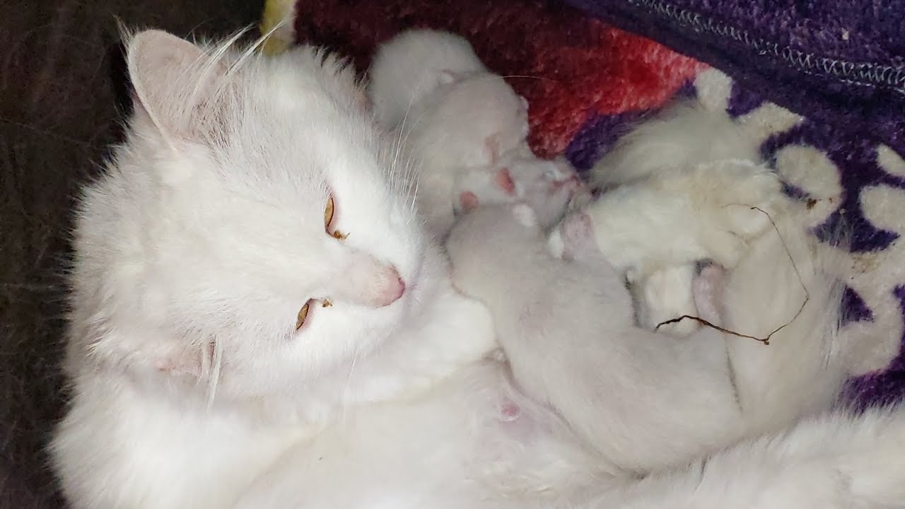 Cat Delivered 3 Kittens