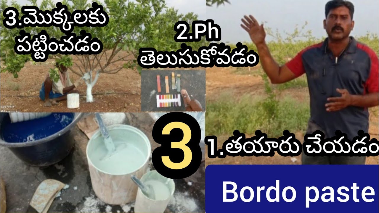 చీనీ(బత్తాయి),నిమ్మ కి -బోర్డో మిశ్రమం తయారీ విధానం?Bordeaux mixture/ Paste-Preparation by dr rss.