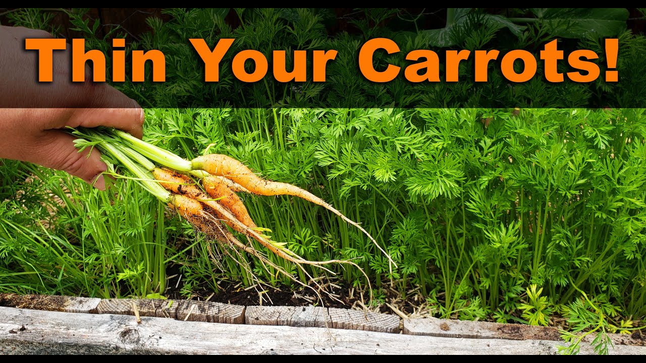 How To Thin Carrots   Three Different Ways!