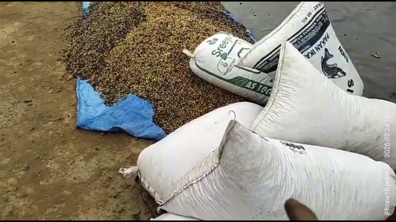 Tertunda semua rencana @Robustachannel 