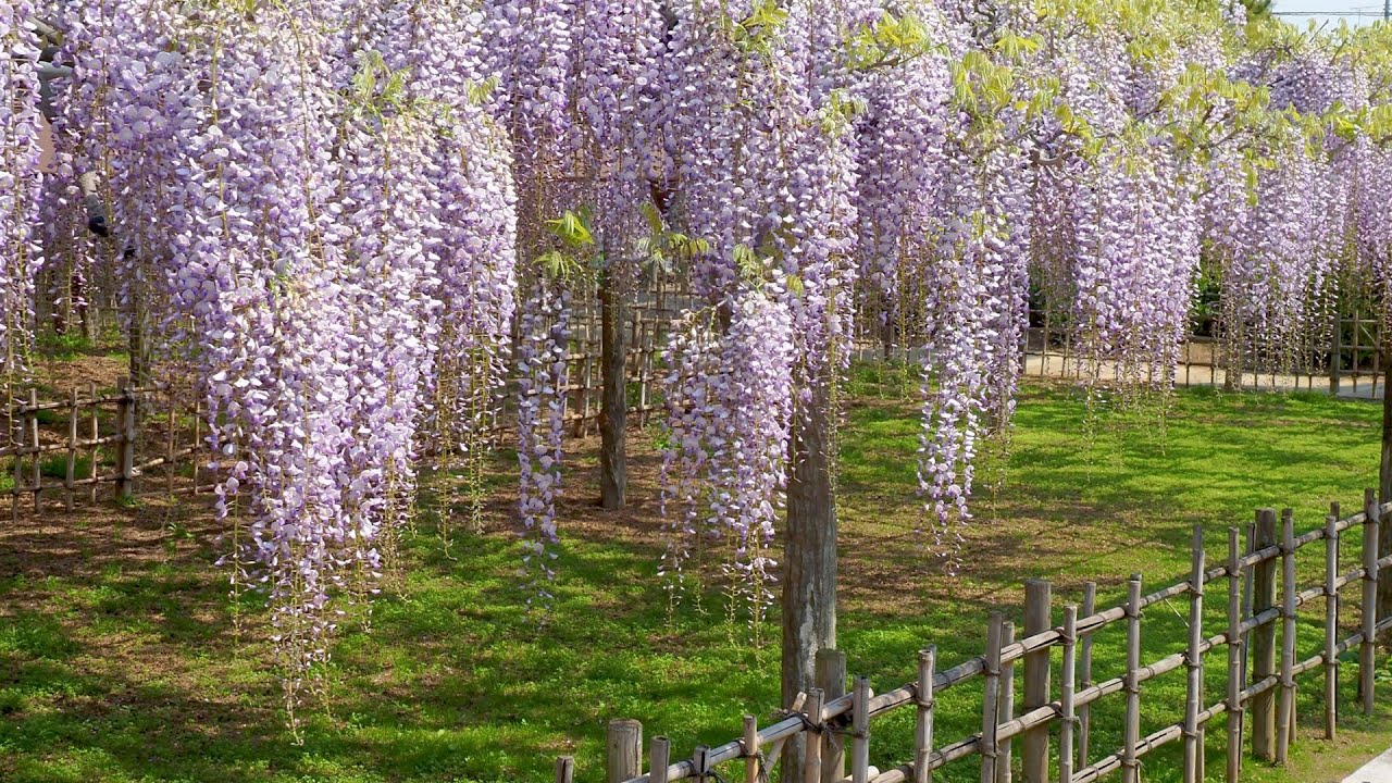 SAITAMA. Blooming Wisteria in shrines and temples. Still Wisteria parks are temporary closure .#4K