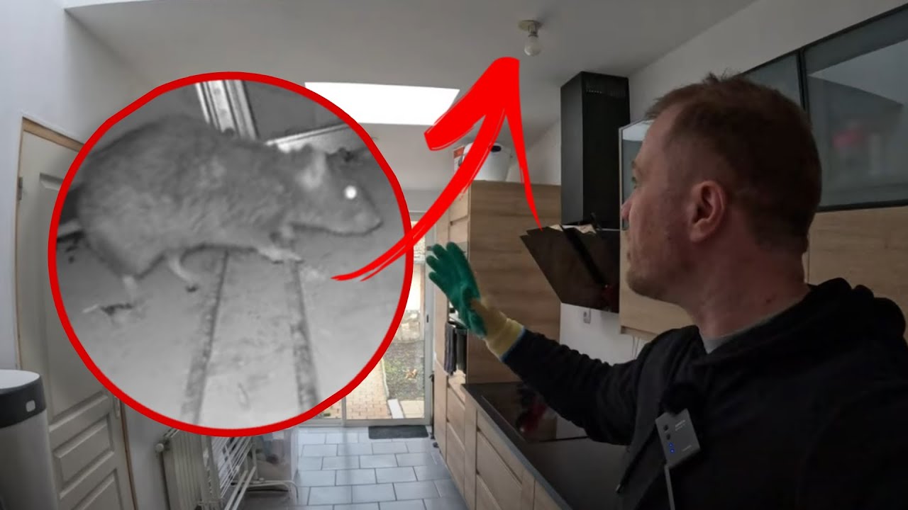 Rat dans le plafond : Comment s'en débarrasser avec la pâte AKANOID ?