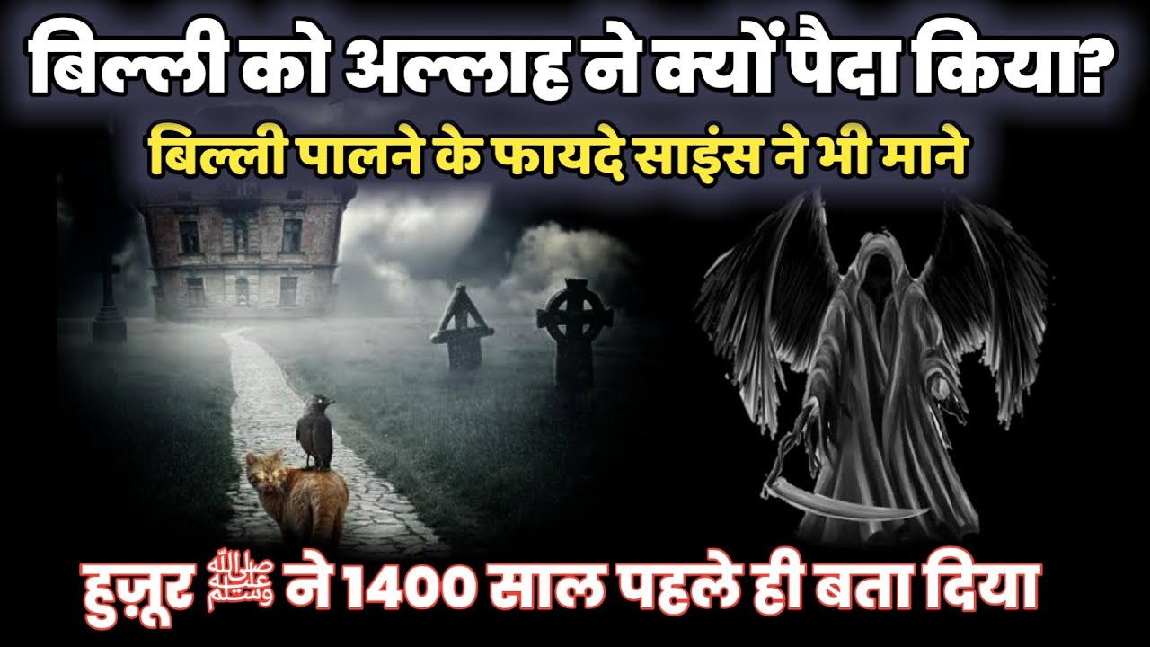 अल्लाह ने बिल्ली को क्यो पैदा किया । Can Cats Protect Against Negative Energy? in Urdu hindi