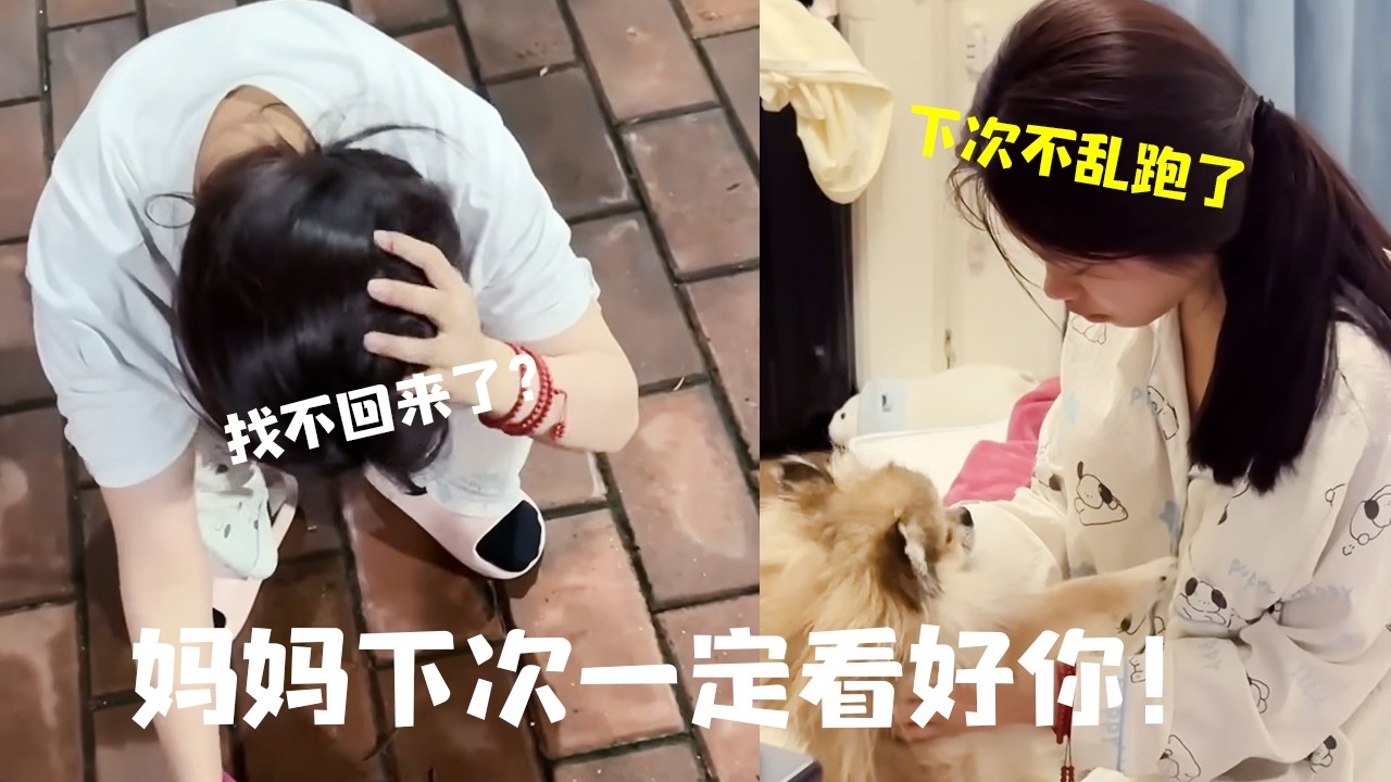 深夜惊魂一刻！爱犬意外走失，全家人心急如焚彻夜未眠，真的太揪心了！  #博美 #宠物狗