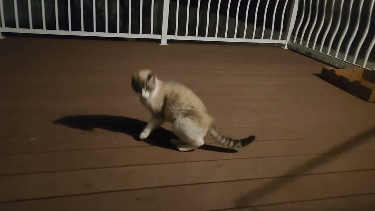 Siamese cat is never tired. Can play all night. #cat#feralcat 