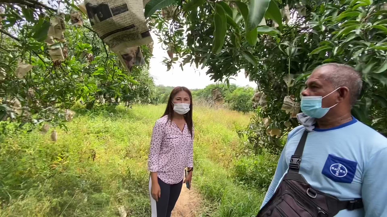 22 HECTARES FARM FULL OF MANGO TREES FOR SALE #DAVAOCITY