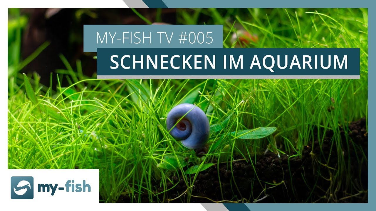 Schnecken im Aquarium | Nützlicher Reinigungstrupp für dein Becken | my-fish TV