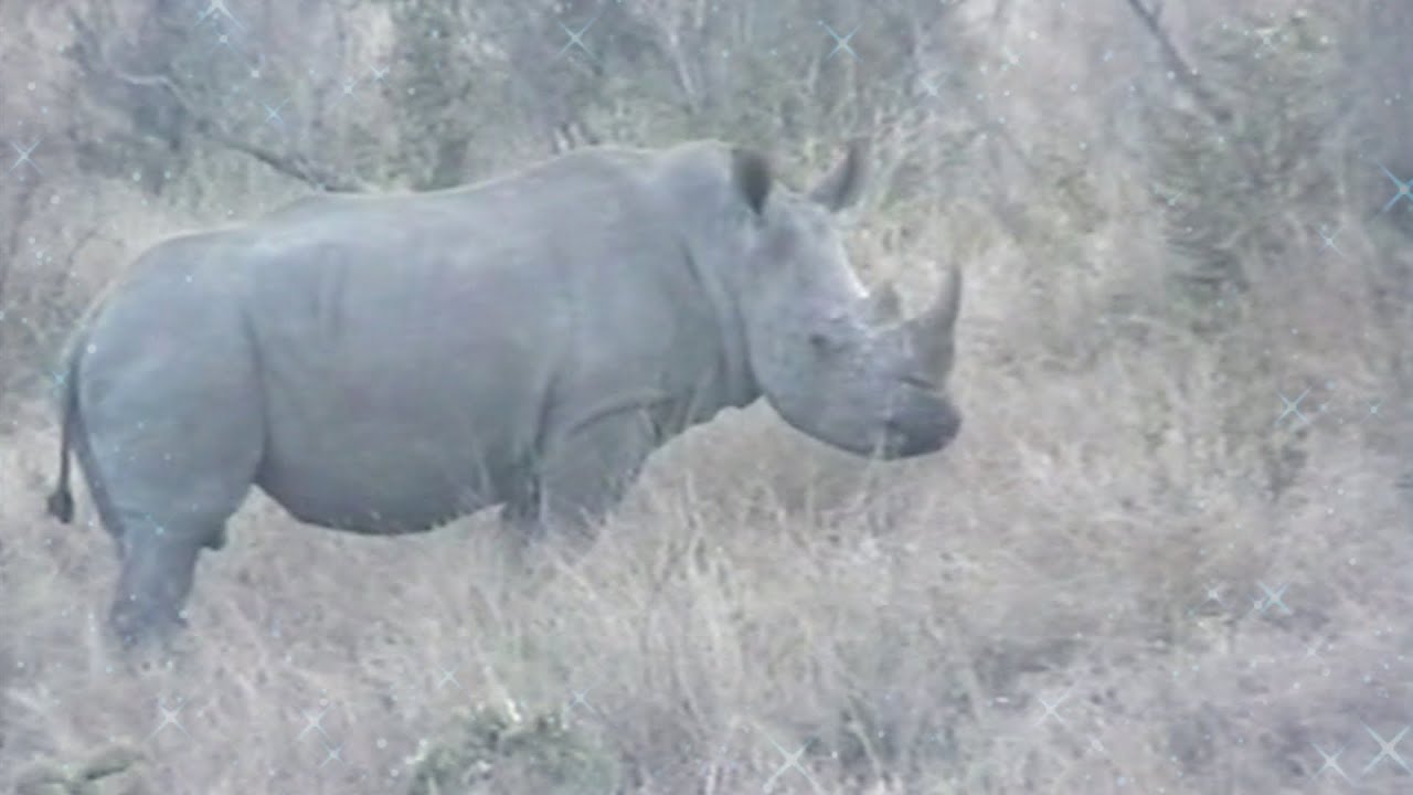 Rhino/Renoster/Rhinoceros | 😊 | Kruger National Park