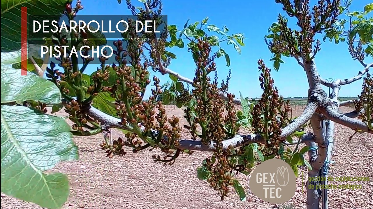 Desarrollo del PISTACHO // 3° parte 8 de Mayo del 2021 // El cultivo del pistacho 🌳