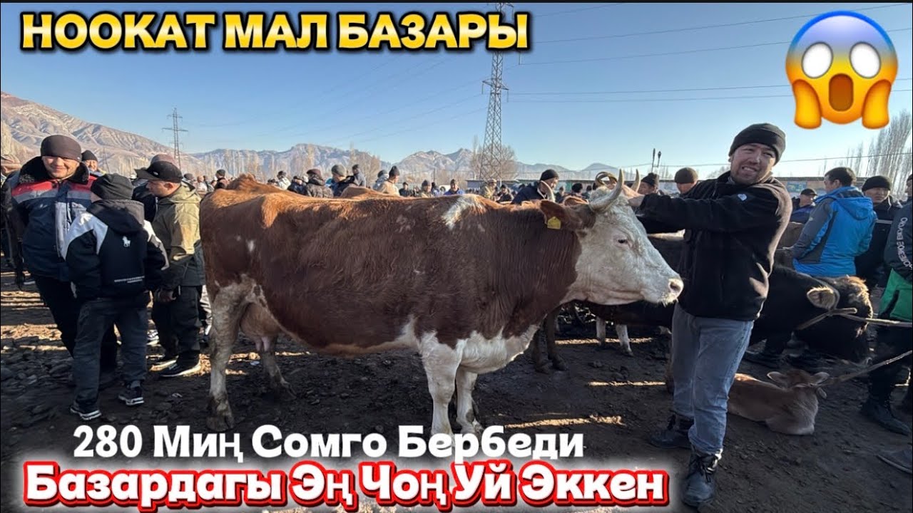 СААН МУЗООЛУУ УЙЛАР БООЗ МАЛДАР / 22 февраль  2026  Жыл