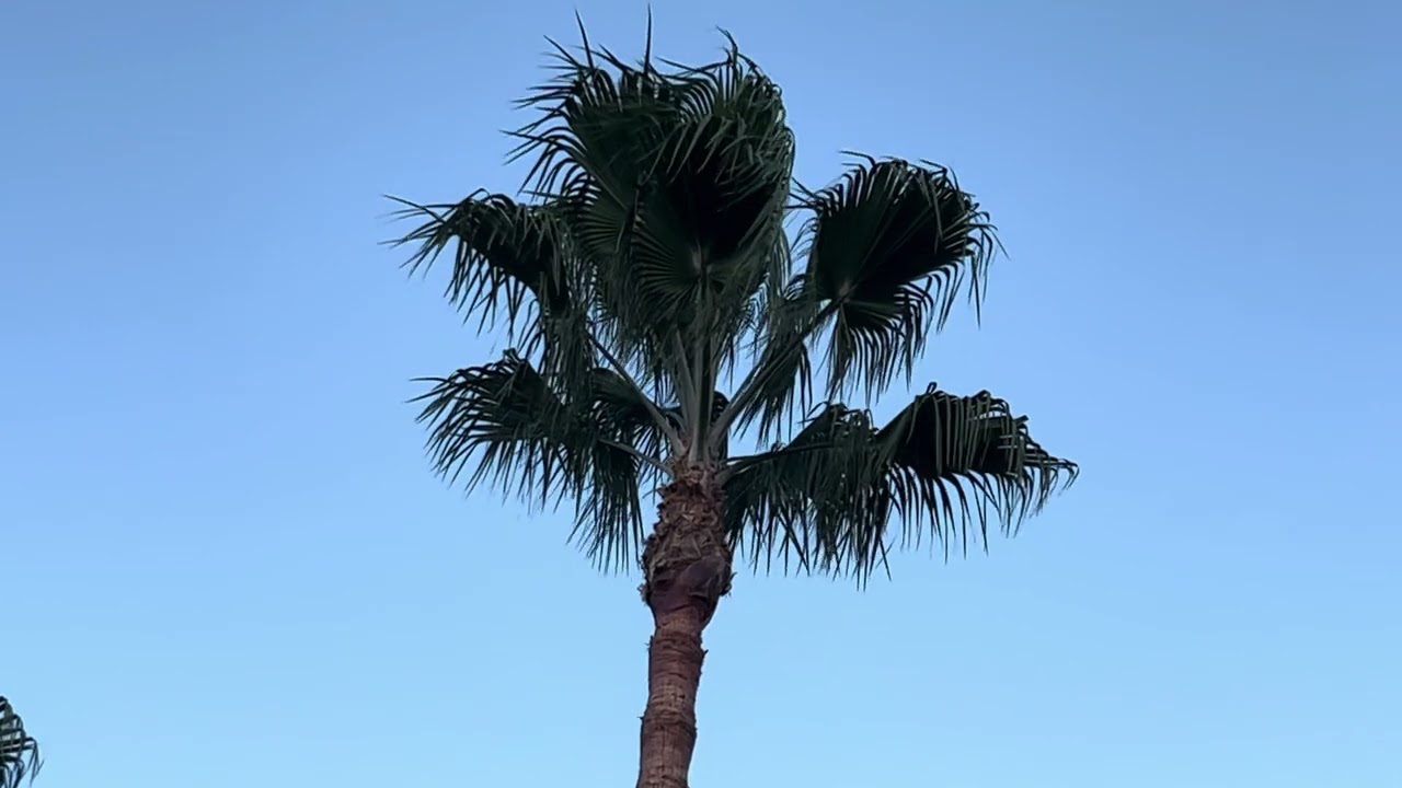 Perfectly Trimmed Mexican Fan Palms, Washingtonia robusta