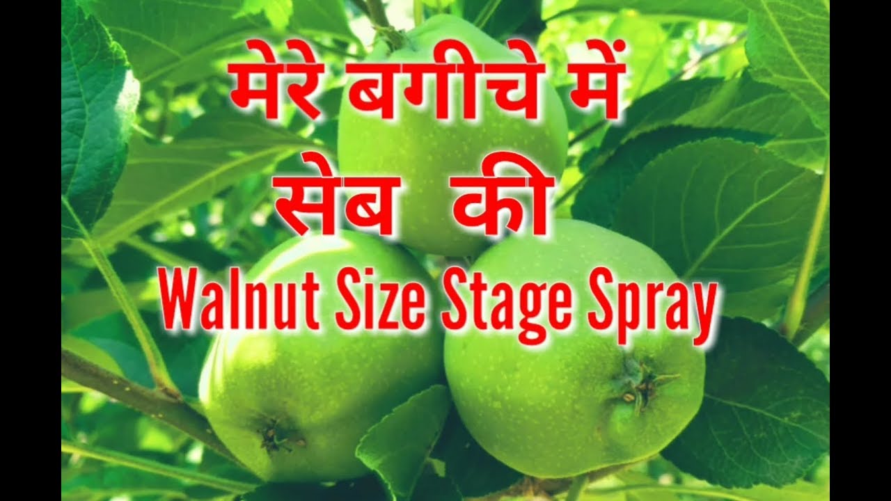 Apple's Walnut Size Stage Spray in My Orchard, by Inside Great Himalaya