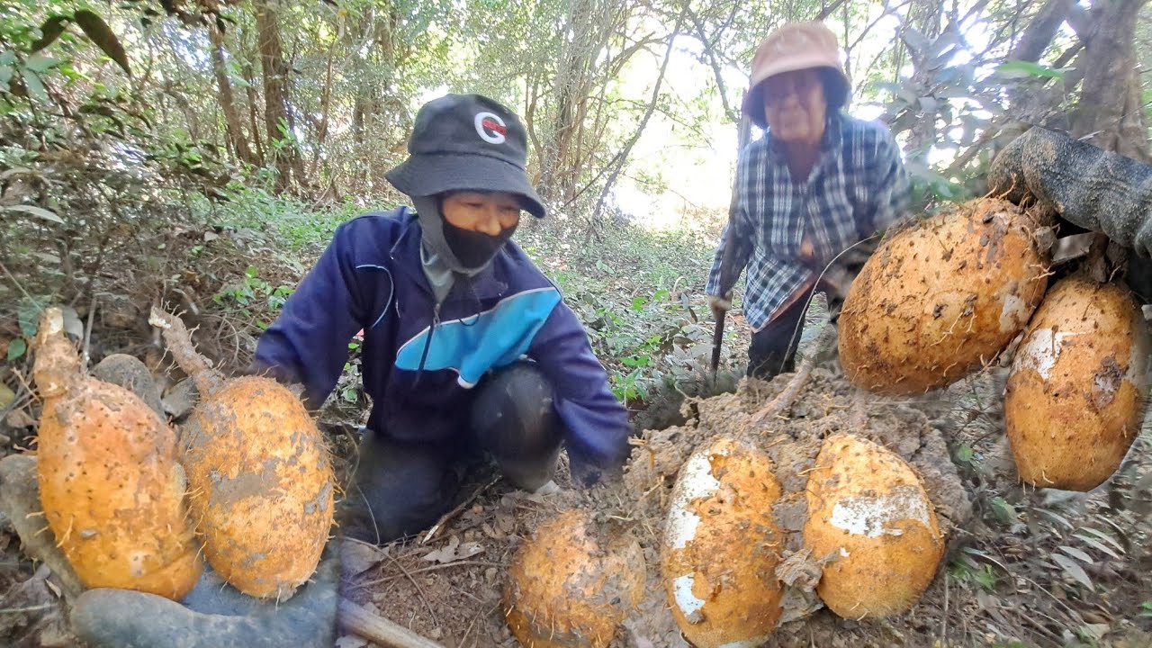 ป๊าด⁉️วันนี้คือที่สุดของมันแซง🥔🥔🥔หัวใหญ่เหลืองๆสวย