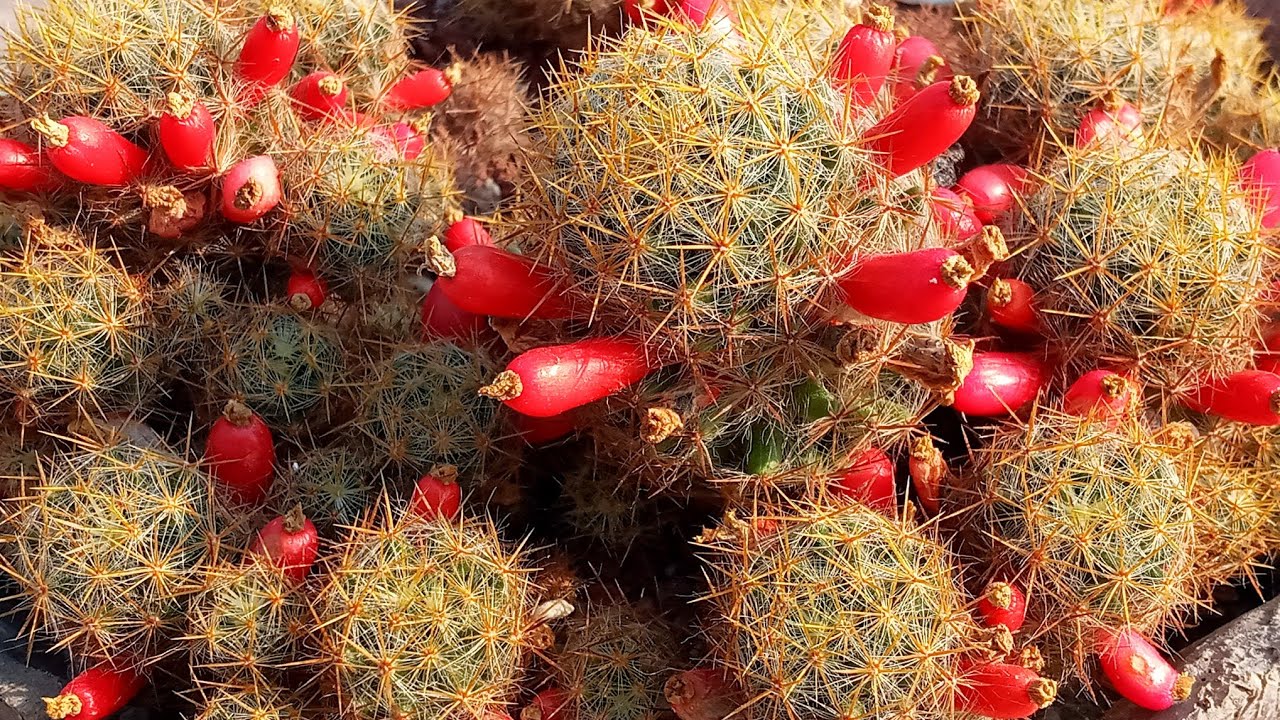 Mammillaria Prolifera