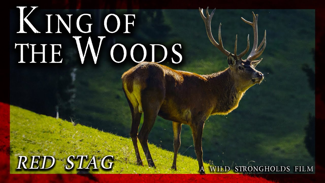 Red Stag - King Of The Woods - Фильм о диких твердынях - 4K