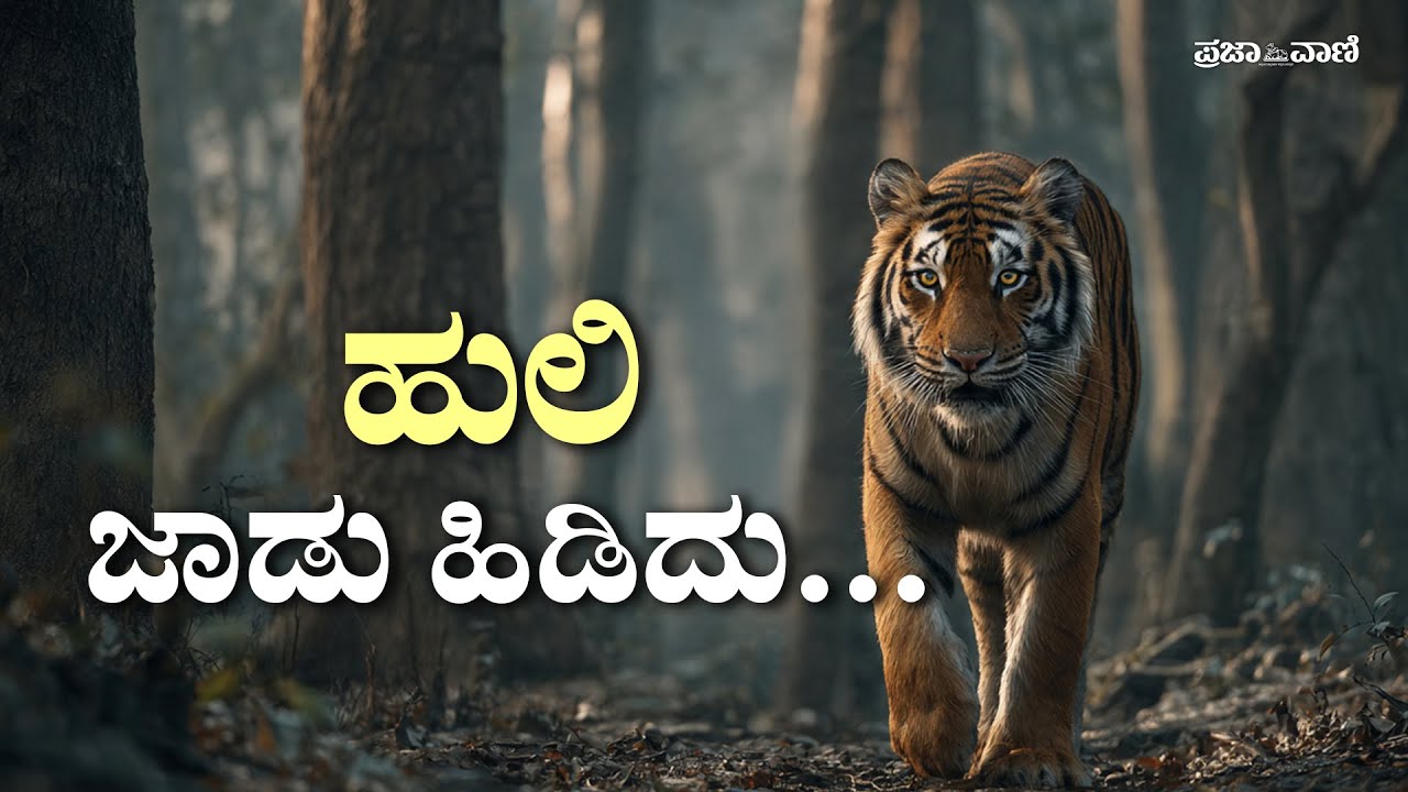 ಹುಲಿ ಗಣತಿ ಆರಂಭ- ಅಗ್ರಸ್ಥಾನದತ್ತ ಕರ್ನಾಟಕದ ಚಿತ್ತ I Statewide Tiger Census I Karnataka Tiger Project