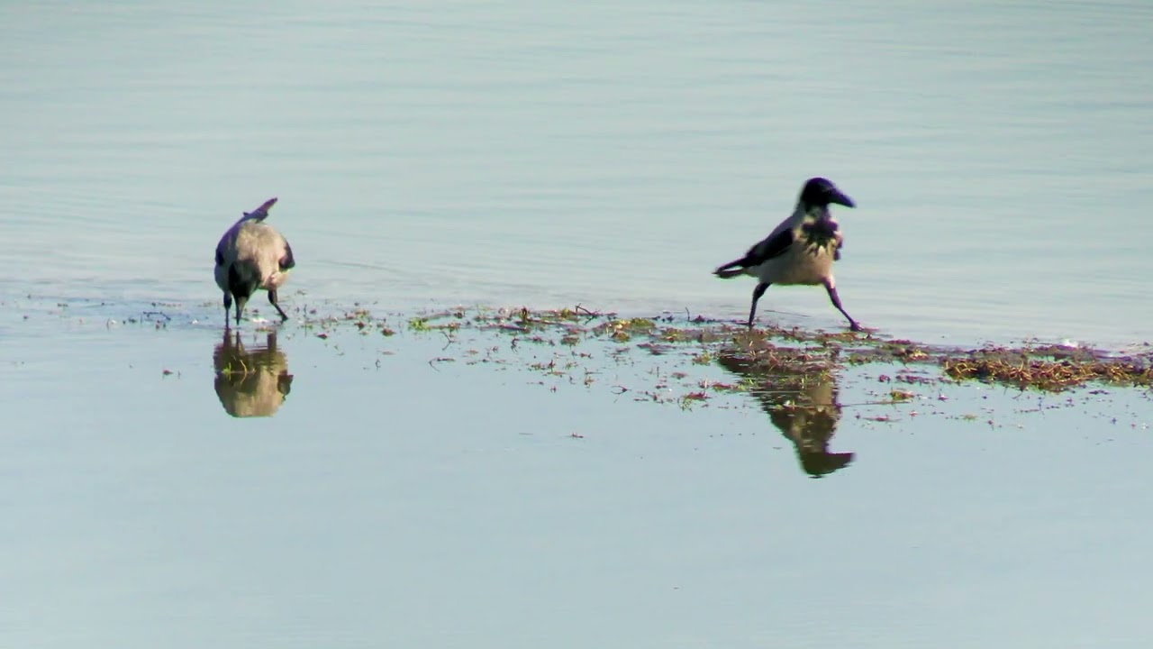 Spring. Lake, crows.Весна .Озеро, вороны.Frühling. See, Krähen.