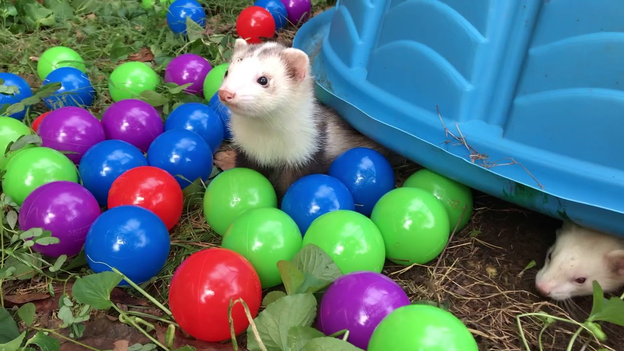 Raccoon and Ferrets Play in Ball Pit (1000 Ball Surprise!!!)