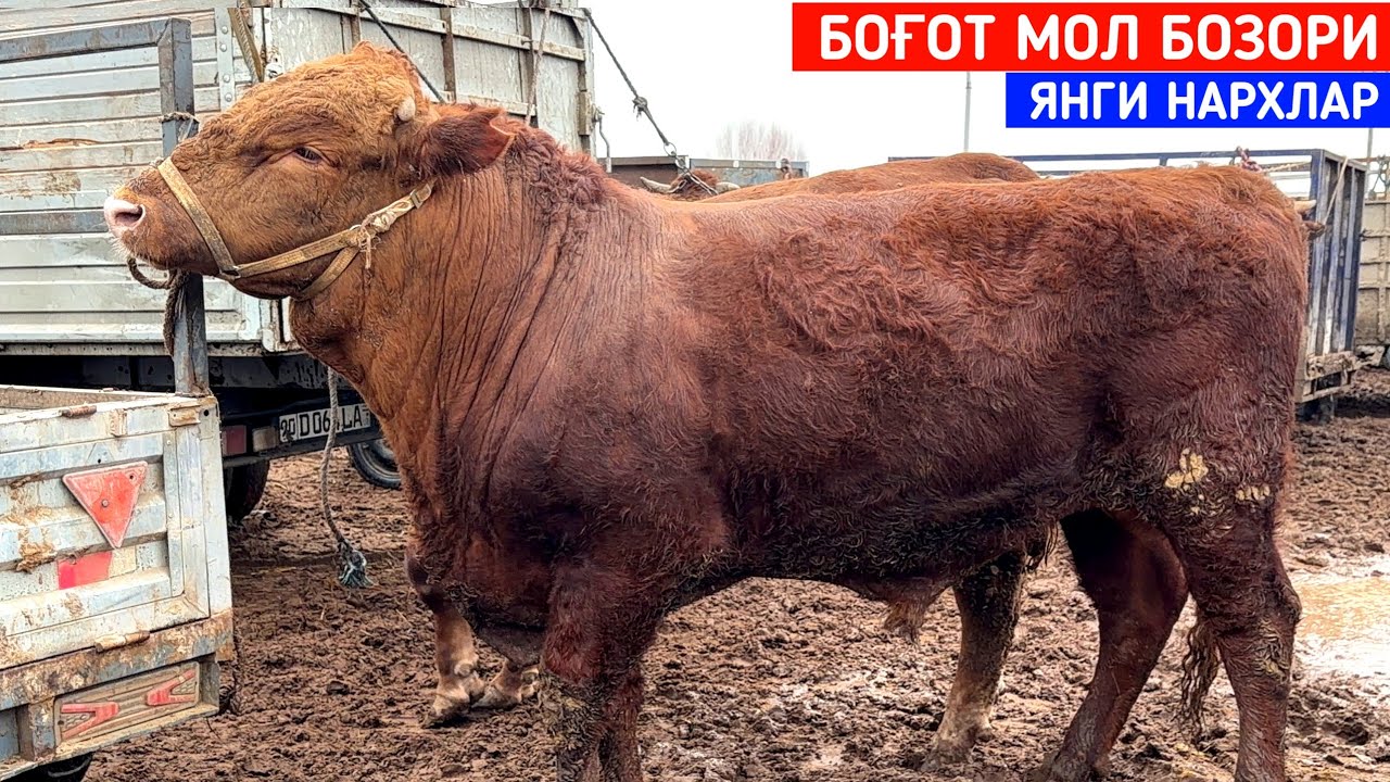 БОҒОТ МОЛ БОЗОРИ 4-ФЕВРАЛ ЯНГИ НАРХЛАР !!! ХОРАЗМ БОЗОР 