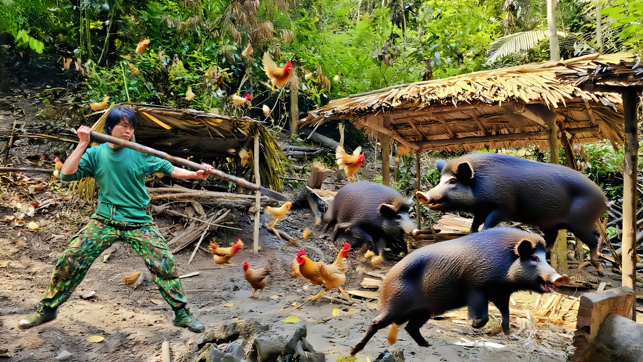 Shelter destroyed by giant herd of wild boars, The fight against the giant wild boar herd, survival