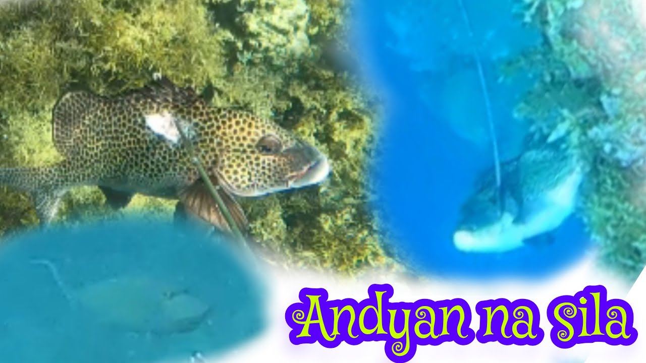 Day Spearfishing💞 naglabasan mga mamaw na sweetlips 😱😱 #16🇵🇭