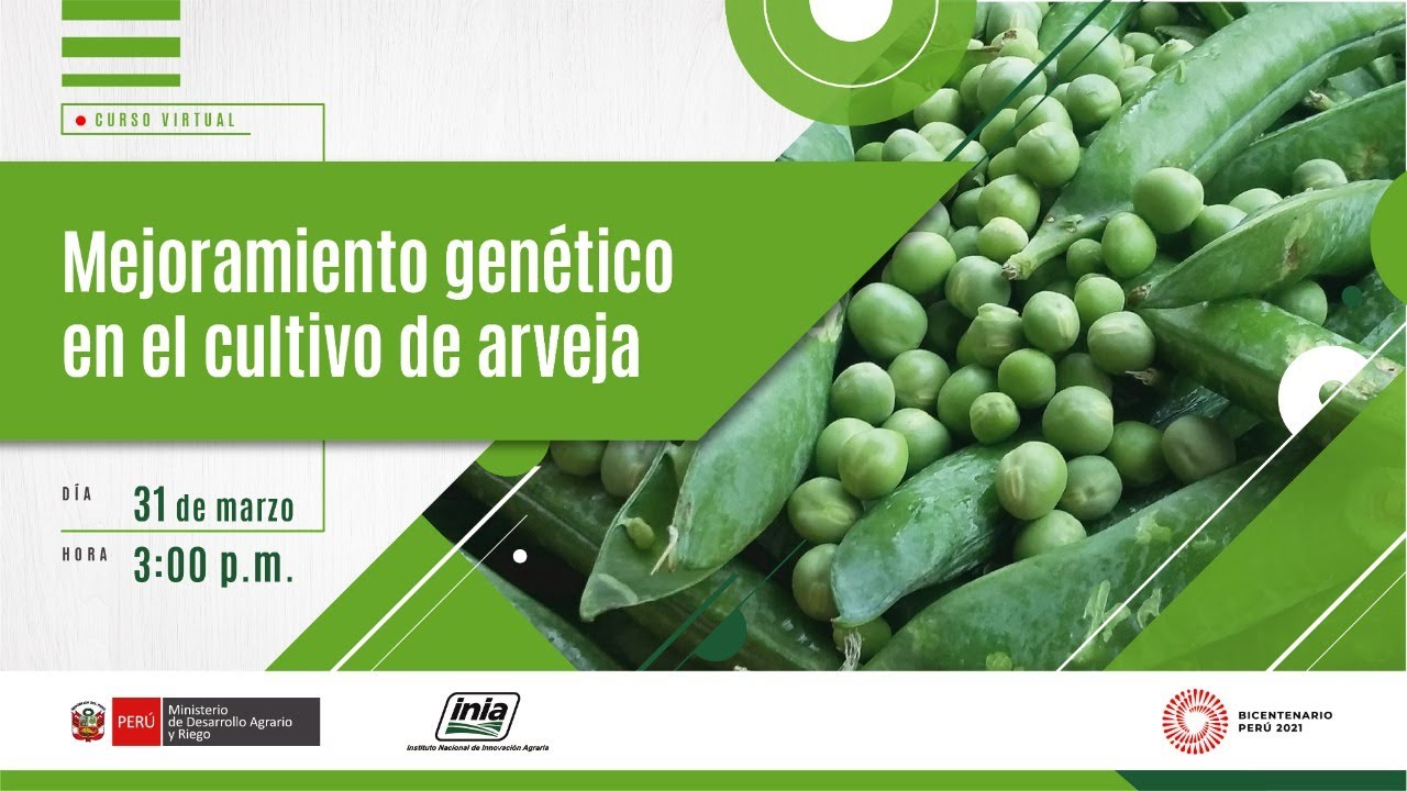 Mejoramiento genético en el cultivo de arveja